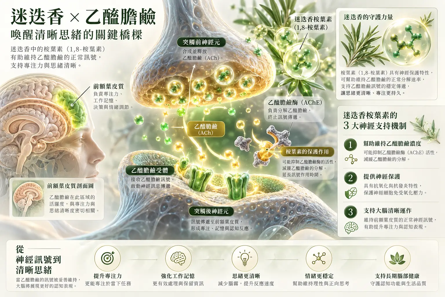 乙醯膽鹼參與神經傳遞的大腦示意，呈現嗅覺與認知研究概念