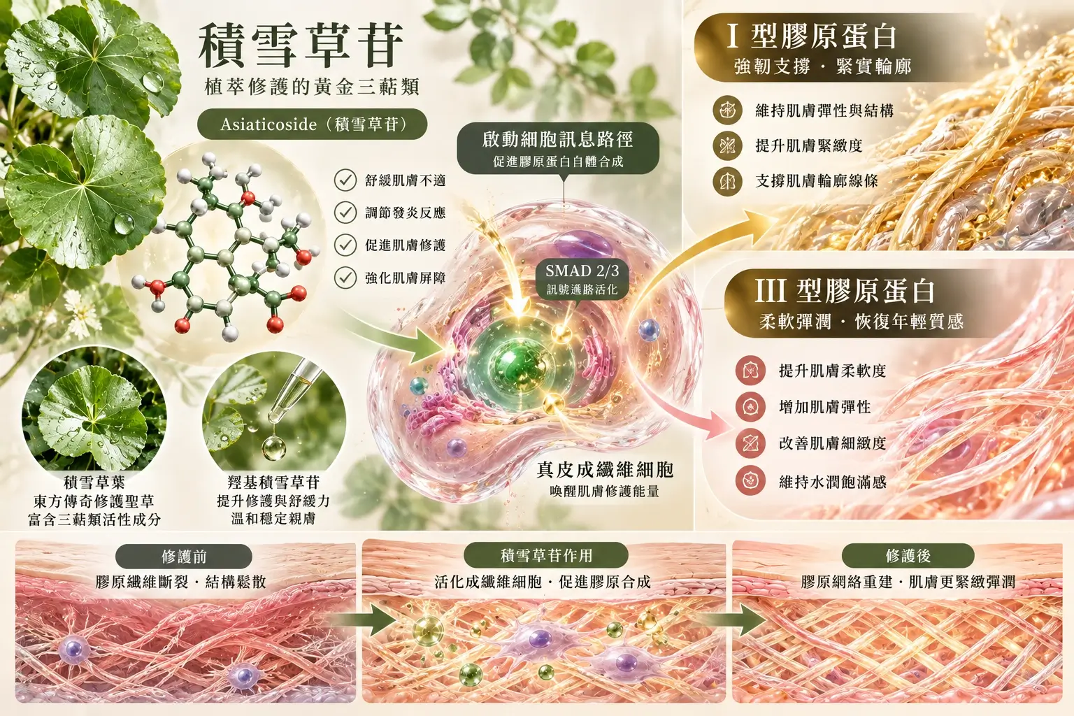 積雪草三萜與 I 型、III 型膠原研究示意