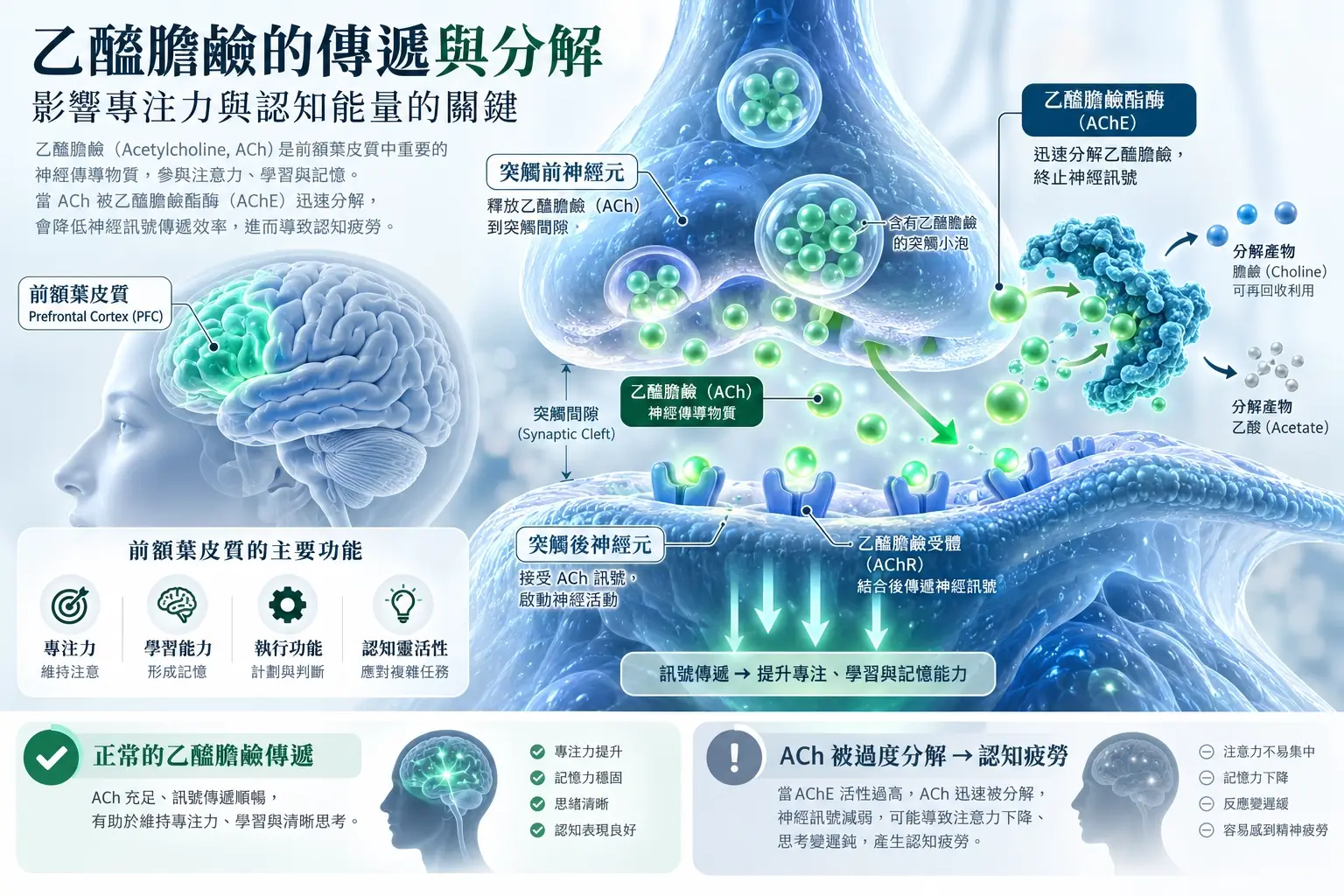 腦神經突觸與乙醯膽鹼訊號傳遞概念示意圖
