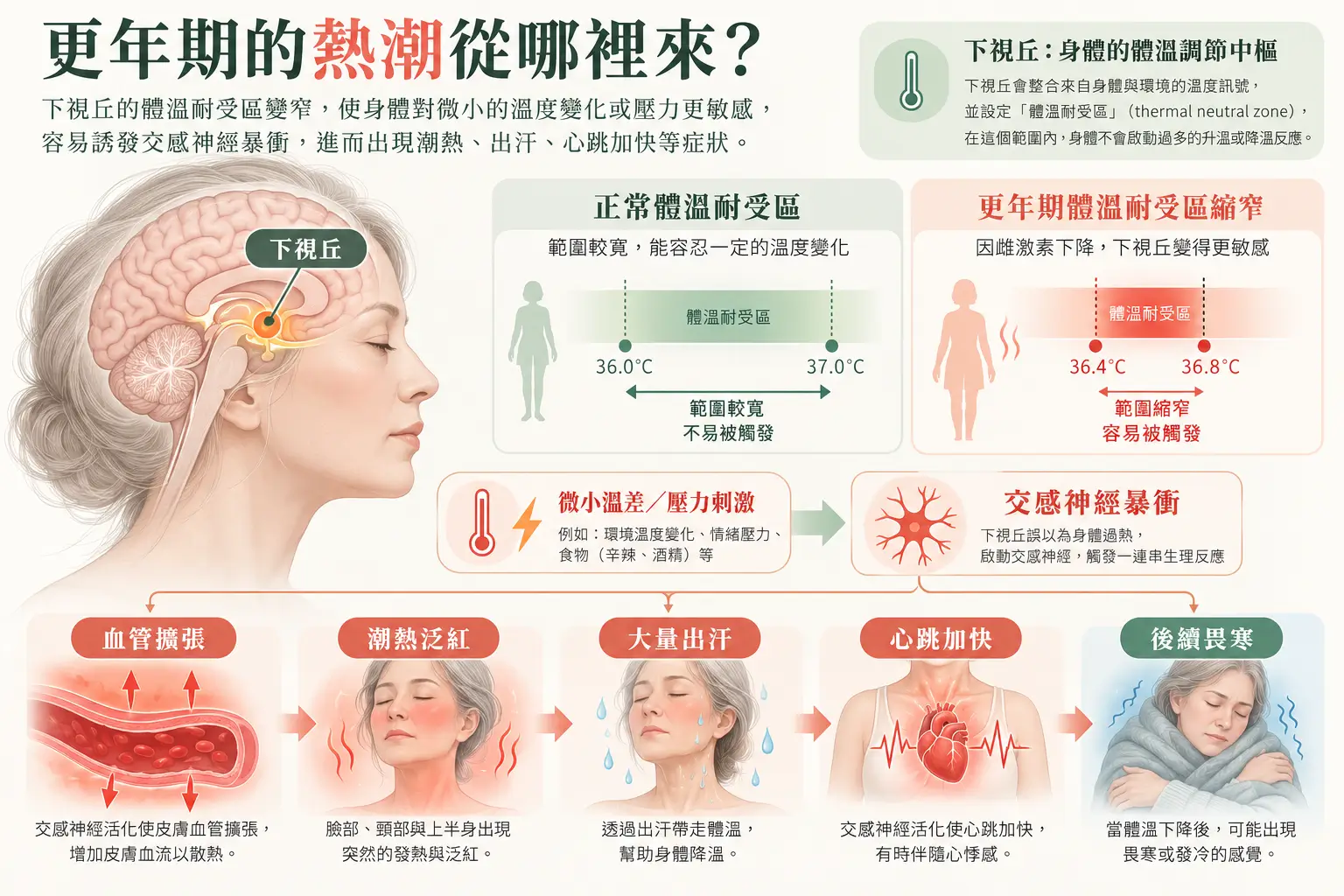 更年期下視丘體溫調節與潮熱示意圖