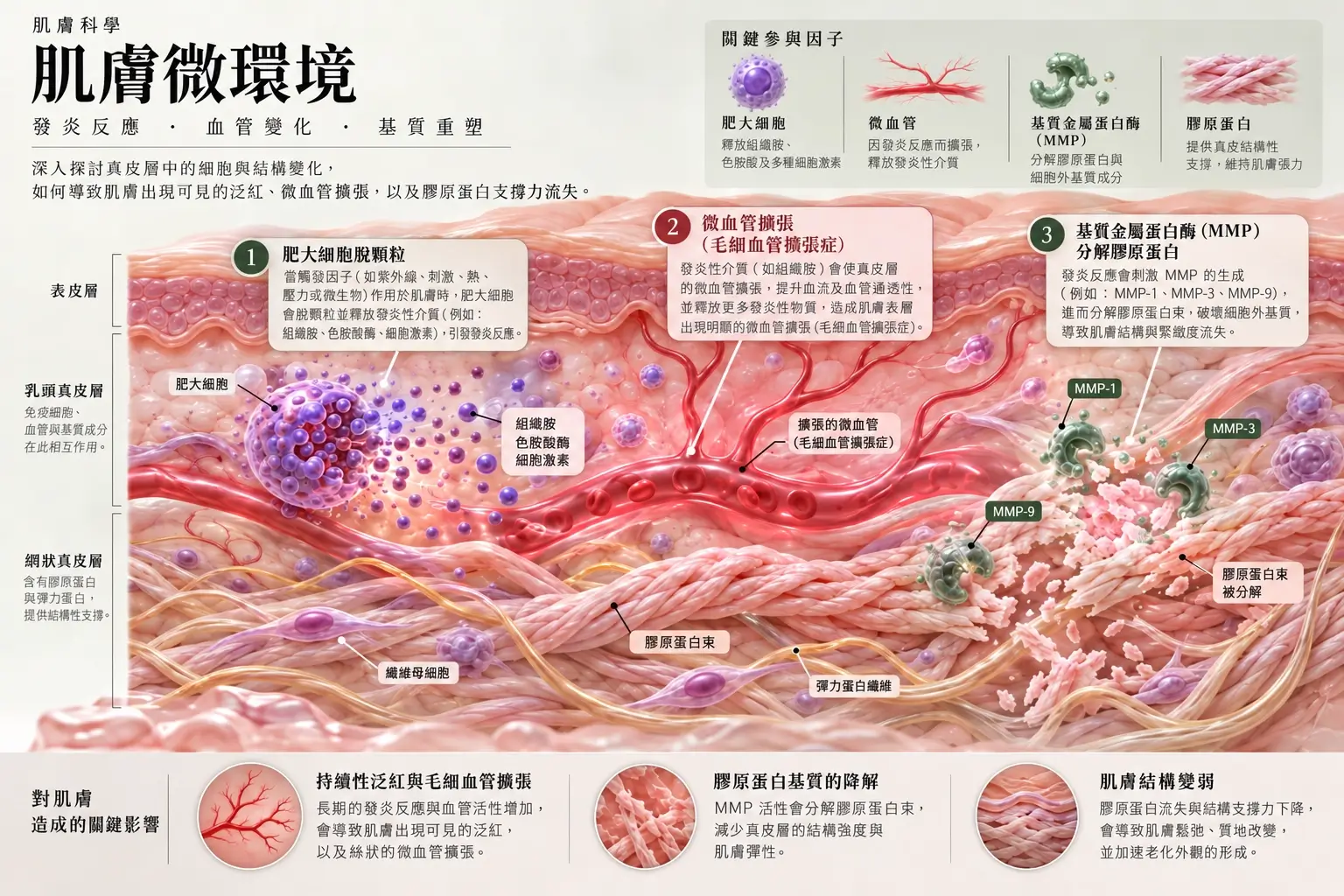 健康與泛紅肌膚的真皮微環境示意