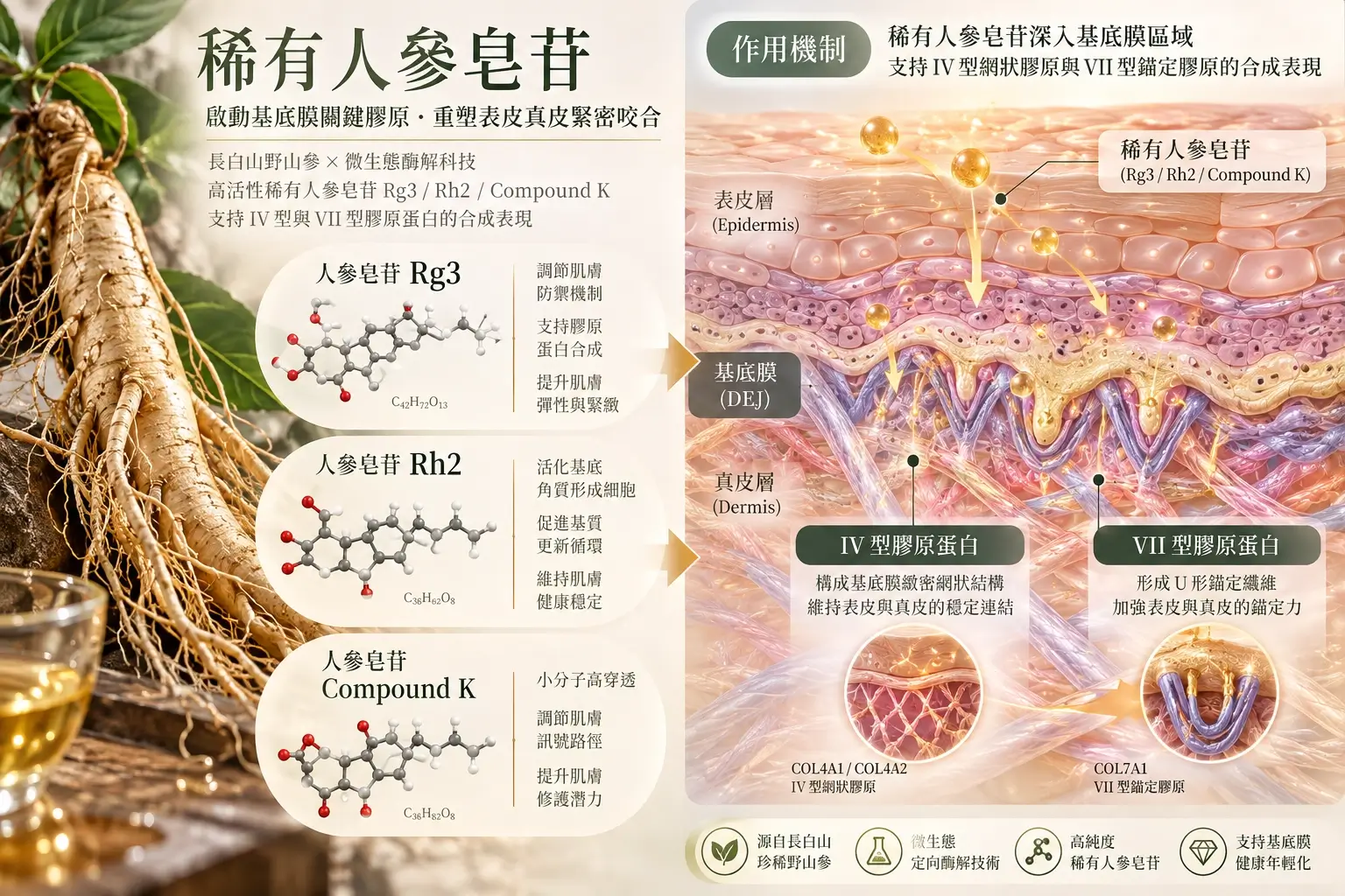 人參皂苷 Rg3 與 Rh2 分子、IV 型及 VII 型膠原在基底膜中的示意關係