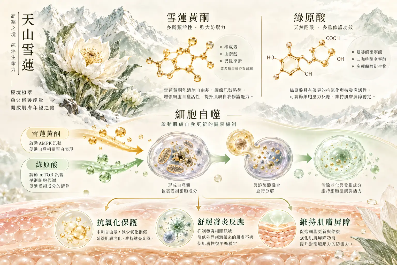 雪蓮植物線稿搭配刺槐素、綠原酸及多醣體研究概念圖